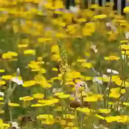 Perennial Tuscan Hills Mix 